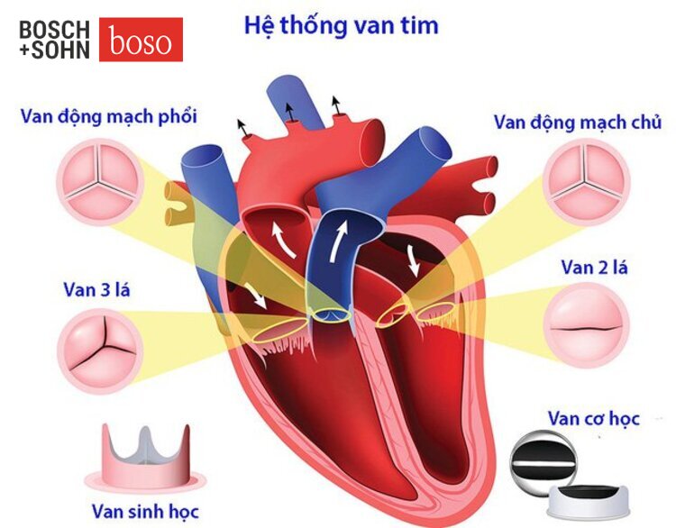 Hệ thống van tim